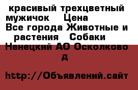 красивый трехцветный мужичок  › Цена ­ 10 000 - Все города Животные и растения » Собаки   . Ненецкий АО,Осколково д.